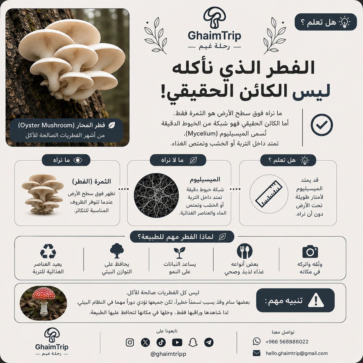 ghaimtripp's tweet photo. 🍄 كل فطر تراه في الطبيعة يخفي قصة أكبر مما تتخيل.

ما نراه هو الثمرة فقط، أما الكائن الحقيقي فيعيش أسفل الأرض داخل شبكة تُسمى الميسيليوم.

🌿 في رحلة غيم نوثق الطبيعة ونتعلم منها ونحافظ عليها. https://t.co/ZoBtRiii7E