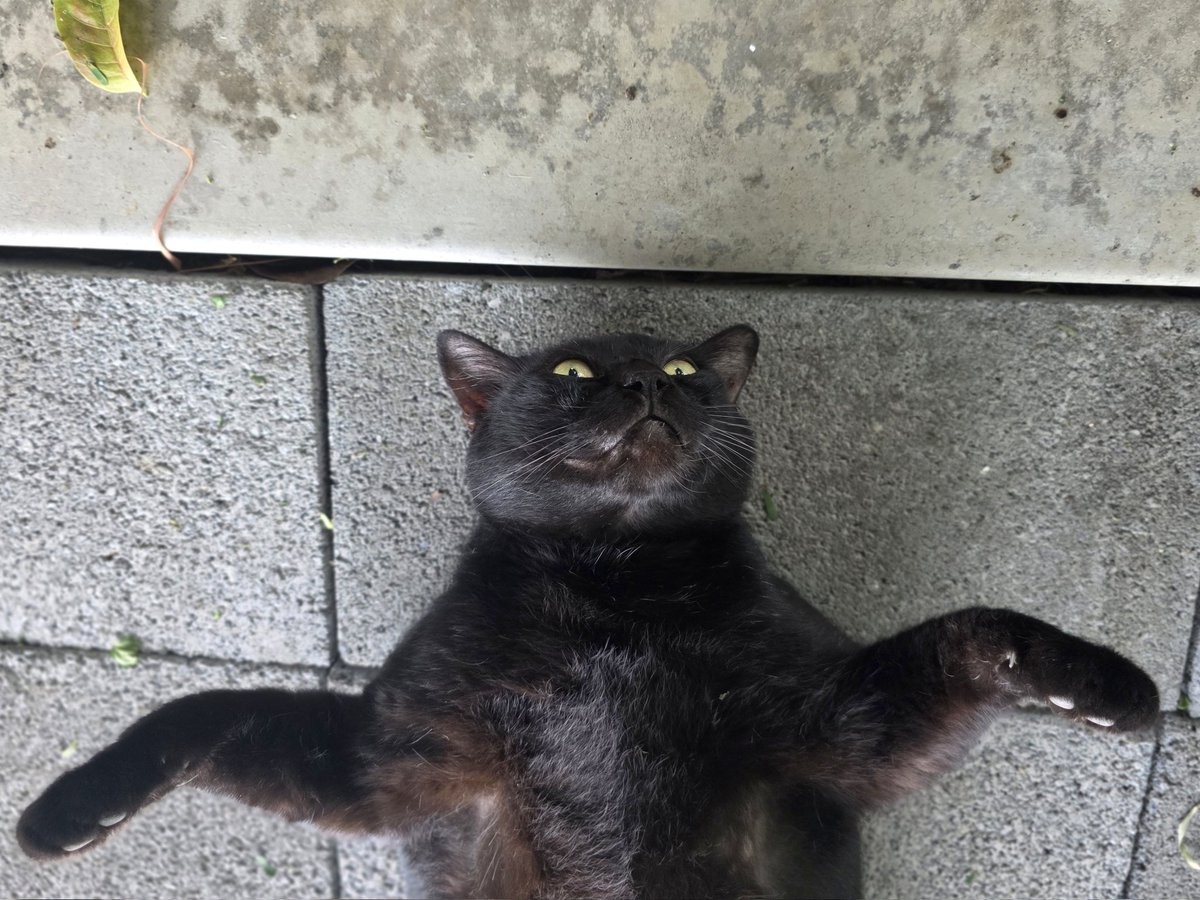 thmeow's tweet photo. วันนี้รับปากจะช่วยเฝ้าบ้านไม่ใช่รึน้องก๊องแก๊ง!
#ดำรง https://t.co/R1rd6h1XkX