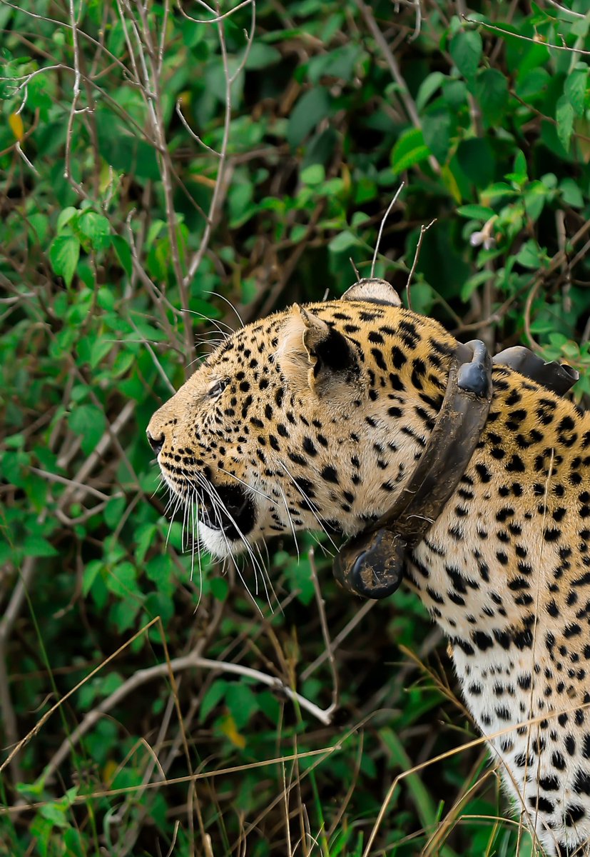 InfoSpotUg's tweet photo. A special morning in the wild heart of Queen Elizabeth National Park. 

The journalists and influencers were privileged to encounter Shaun, a magnificent leopard whose calm presence offered a rare glimpse into the beauty and mystery of Uganda’s wilderness.

They also met Jacob, the legendary lion whose incredible story of survival has made him a symbol of resilience. After losing a hind leg to a poacher’s snare, Jacob defied the odds, adapted and continued to roam the savannah and protect his pride.

His journey, including surviving poisoning attempts, is a powerful reminder of the threats facing wildlife and the tireless work of rangers, veterinarians, researchers and communities protecting Uganda’s natural heritage.

From Shaun’s elusive beauty to Jacob’s remarkable resilience, today was a reminder of why Uganda’s wildlife is worth protecting.

Come experience the magic during UWA Open Park Days, 25–27 September, when entry for both people and vehicles will be FREE.

#UWAOpenParkDays #ExploreUganda