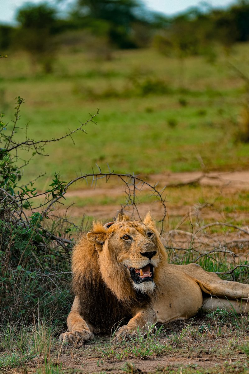 InfoSpotUg's tweet photo. A special morning in the wild heart of Queen Elizabeth National Park. 

The journalists and influencers were privileged to encounter Shaun, a magnificent leopard whose calm presence offered a rare glimpse into the beauty and mystery of Uganda’s wilderness.

They also met Jacob, the legendary lion whose incredible story of survival has made him a symbol of resilience. After losing a hind leg to a poacher’s snare, Jacob defied the odds, adapted and continued to roam the savannah and protect his pride.

His journey, including surviving poisoning attempts, is a powerful reminder of the threats facing wildlife and the tireless work of rangers, veterinarians, researchers and communities protecting Uganda’s natural heritage.

From Shaun’s elusive beauty to Jacob’s remarkable resilience, today was a reminder of why Uganda’s wildlife is worth protecting.

Come experience the magic during UWA Open Park Days, 25–27 September, when entry for both people and vehicles will be FREE.

#UWAOpenParkDays #ExploreUganda