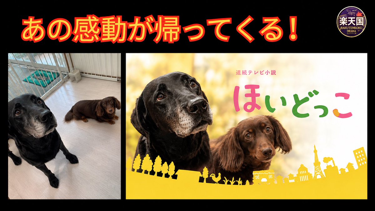PawPit's tweet photo. 昨日からあの朝ドラ再放送はじまりましたね？ね？
「ほいどっこ」
うちは食いしん坊的な感じで使うけどな〜

#ひよっこ https://t.co/XH4LLgtuma