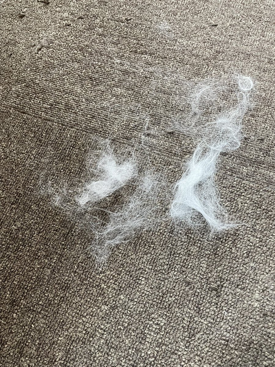 hsk_gotch's tweet photo. 甘えんぼ爆発
からの
爆抜け毛 https://t.co/RJOv0XadFB