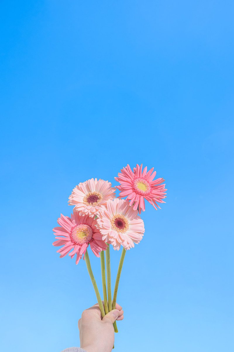 Noah_photobook's tweet photo. お花に癒されたい人に届きますように。 https://t.co/PvtP0cHQsz