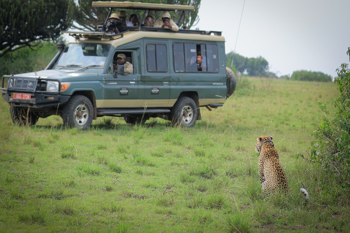 InfoSpotUg's tweet photo. A special morning in the wild heart of Queen Elizabeth National Park. 

The journalists and influencers were privileged to encounter Shaun, a magnificent leopard whose calm presence offered a rare glimpse into the beauty and mystery of Uganda’s wilderness.

They also met Jacob, the legendary lion whose incredible story of survival has made him a symbol of resilience. After losing a hind leg to a poacher’s snare, Jacob defied the odds, adapted and continued to roam the savannah and protect his pride.

His journey, including surviving poisoning attempts, is a powerful reminder of the threats facing wildlife and the tireless work of rangers, veterinarians, researchers and communities protecting Uganda’s natural heritage.

From Shaun’s elusive beauty to Jacob’s remarkable resilience, today was a reminder of why Uganda’s wildlife is worth protecting.

Come experience the magic during UWA Open Park Days, 25–27 September, when entry for both people and vehicles will be FREE.

#UWAOpenParkDays #ExploreUganda