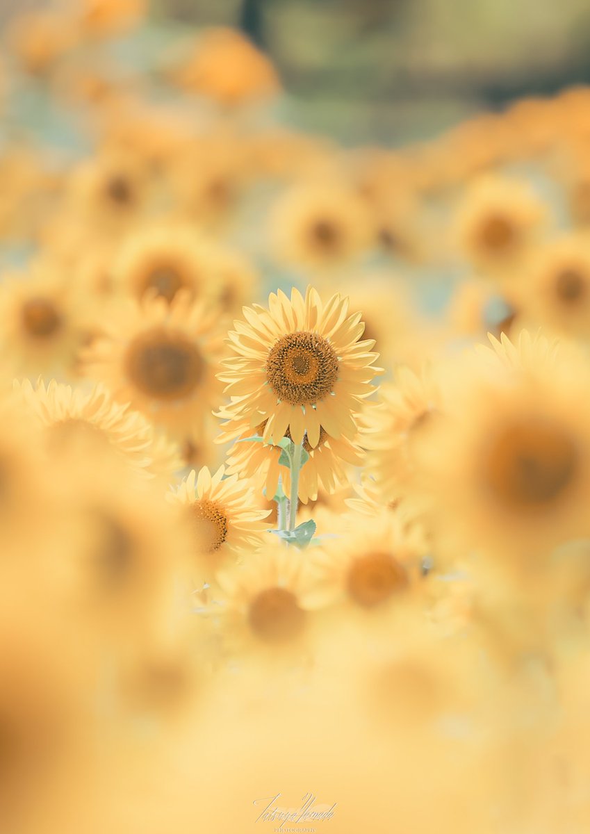 r_photolog's tweet photo. "夏"と目が合った瞬間でした https://t.co/UXD4M9XuLK