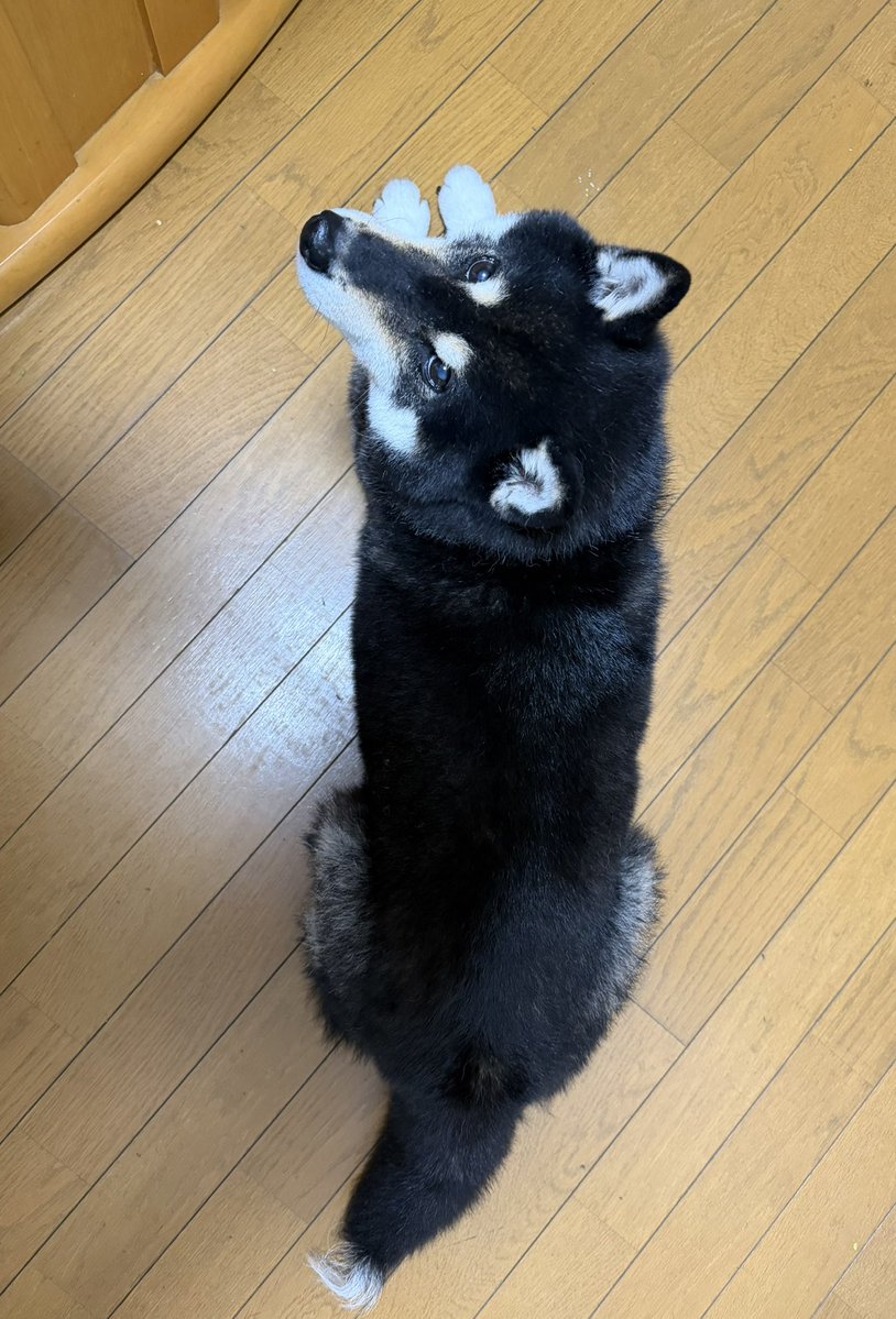 hirochanvnpf's tweet photo. @LavandeLilas ムースにロウソクは１２本も流石に立てられず🤣

ありがとうございます🐾❣️ https://t.co/C94FpjYw4C