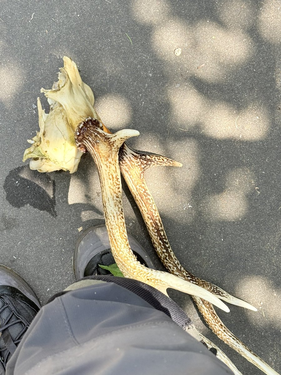 junkie_1993's tweet photo. かなり久々な投稿。
岩手三陸は熊出没が多くてかなり釣り人減りましたね🤔
いい事なのか悪い事なのか。
何年か前より、釣行中に出くわす機会は減った気がする👍👍
＃Fishman ＃渓流ベイトフィネス　＃渓流　＃鹿の角 https://t.co/XndpHvoBTU