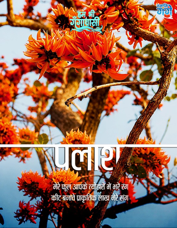 cleanganganmcg's tweet photo. पलाश 

वितरण (Distribution): पलाश (Butea monosperma) पूरे भारतीय उपमहाद्वीप की  में पाई जाती है। भारत में यह उत्तर, मध्य, पूर्वी, पश्चिमी तथा दक्षिण भारत के शुष्क एवं नम पर्णपाती वनों में व्यापक रूप से वितरित है। अपने आकर्षक नारंगी-लाल पुष्पों के कारण इसे "वन की ज्वाला" भी कहा जाता है।

जैव-भौगोलिक क्��ेत्र (Biogeographic Provinces): गंगा का मैदानी क्षेत्र (Gangetic Plains), मध्य उच्चभूमि (Central Highlands), दक्कन प्रायद्वीप (Deccan Peninsula), अर्ध-शुष्क क्षेत्र (Semi-arid Zone), पूर्वी एवं पश्चिमी घाट (Eastern & Western Ghats)।

स्वरूप (Habit): मध्यम आकार का, पर्णपाती वृक्ष (Medium-sized Deciduous Tree)।

आवास (Habitat): यह प्रजाति उष्णकटिबंधीय एवं उपोष्णकटिबंधीय शुष्क तथा नम पर्णपाती वनों, खुले वनों, घास के मैदानों तथा कृषि क्षेत्रों के किनारों पर पाई जाती है। यह कम उपजाऊ, बलुई तथा पथरीली मिट्ट��यों में भी अच्छी तरह उगती है और सूखे को सहन करने की उच्च क्षमता रखती है।

देशज या विदेशी (Native/Exotic): देशज (Native)
फूलने-फलने का समय (Phenology):
फूल: जनवरी – मार्च
फल: अप्रैल – जून

पारिस्थित��क भूमिका (Ecological role): पलाश के चमकीले पुष्प मधुमक्खियों, तितलियों, सूर्यपक्षियों तथा अन्य परागणकर्ताओं के लिए शहद का महत्वपूर्ण स्रोत हैं। यह लाख कीट का प्रमुख आश्रय वृक्ष है, जिससे प्राकृतिक लाख का उत्पादन होता है। इसकी गहरी जड़ें मिट्टी के कटाव को रोकने में सहायक होती हैं तथा यह नाइट्रोजन स्थिरीकरण के माध्यम से भूमि की उर्वरता बढ़ाने में भी योगदान देता है।

स्थानीय उपयोग (Local Usage): पलाश के पुष्प��ं से प्राकृतिक पीला एवं केसरिया रंग बनाया जाता है, जिसका होली के रंग तैयार करने में उपयोग किया जाता है। इसकी गोंद, जिसे 'कमरकस' कहा जाता है, आयुर्वेद में औषधीय उपयोग के लिए प्रसिद्ध है। साथ ही, लाख उत्पादन के कारण यह ग्रामीण आजीविका एवं वन-आधारित अर्थव्यवस्था में महत्वपूर्ण स्थान रखता है।