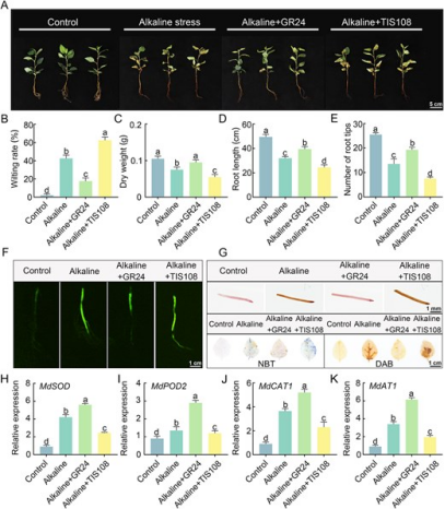 Hortres's tweet photo. The SL-MdDWARF53-MdbHLH1 module tunes MdAT1-mediated redox homeostasis to strengthen apple alkaline-salt tolerance #AppleStressTolerance #Strigolactone #RedoxHomeostasis @OxfordJournals
Details: https://t.co/8MXh2UNwpW https://t.co/63QvIGow7e