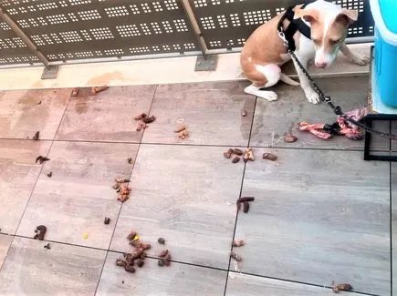 PoliceRealites's tweet photo. Perpignan : une chienne abandonnée attachée sur un balcon depuis plusieurs jours

Les images sont difficiles à regarder. À Perpignan, une jeune chienne de race American Staffordshire terrier a été retrouvée attachée sur le balcon d’un appartement situé au 4e étage, où elle survivait seule depuis plusieurs jours. Il a fallu l’intervention conjointe des pompiers et d’une brigade cynophile pour la libérer.

Une intervention menée à l’aide d’une nacelle des secours

C’est samedi 1er août, vers 20h30, que les services de secours des Pyrénées-Orientales ont été alertés, relate L’Indépendant. Sur place, pompiers et maître-chien ont dû coordonner leurs moyens pour accéder au balcon où se trouvait l’animal, hors d’atteinte depuis l’intérieur de l’appartement. Une nacelle de secours a été déployée pour permettre aux intervenants d’atteindre la chienne, enfermée dehors sans possibilité de rentrer.

Des conditions de vie jugées inacceptables

Les photographies diffusées par la police nationale des Pyrénées-Orientales, publiées ce lundi en fin de journée, montrent une chienne attachée, confinée à l’espace réduit du balcon, où elle avait dû faire ses besoins faute d’accès à l’intérieur du logement. Ces conditions ont été qualifiées d’inacceptables par les autorités, qui ont salué la mobilisation rapide et efficace des équipes engagées.

La chienne prise en charge, la propriétaire convoquée

Une fois descendue au sol, la jeune chienne a été transportée vers la fourrière animale afin d’y recevoir les soins vétérinaires nécessaires. 

Sa propriétaire, absente du domicile au moment des faits et injoignable depuis plusieurs jours, devra répondre de ses actes. Les services de police ont indiqué qu’elle serait prochainement convoquée et qu’elle devra s’expliquer devant l’autorité judiciaire pour cet abandon.