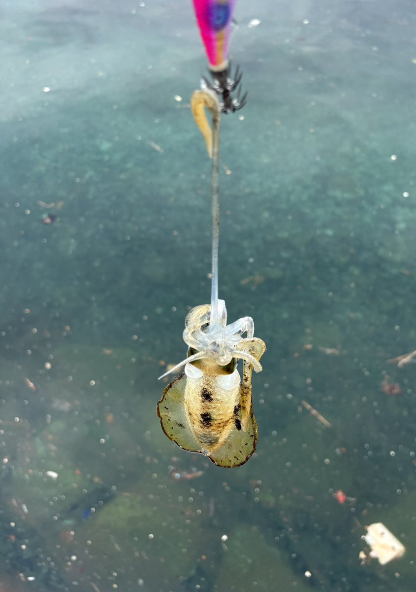 kyeeeo's tweet photo. ごとごと起きて
ごとごとエギング🦑
夏イカ調査ちと早かった💧
大きくなったら対戦しよう https://t.co/zCHMQx8fls