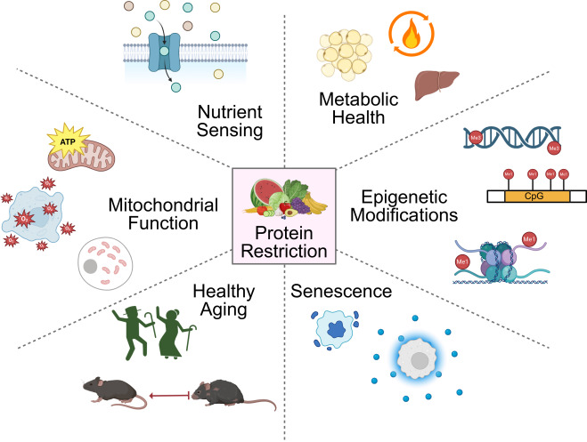 MedChemExpress's tweet photo. 🧬Research Spotlight | Is protein restriction the key to healthy aging?
A new #Cell Press Blue review synthesizes decades of research on how protein restriction (PR) and targeted amino acid restriction influence the biology of aging.
🔬Key insights:
🔹Protein restriction improves metabolic health and promotes longevity across multiple model organisms
🔹Restricting specific amino acids, particularly isoleucine, valine, and methionine, can recapitulate many benefits of dietary protein restriction
🔹These interventions regulate nutrient-sensing pathways including #mTORC1, #GCN2, #ATF4, and #FGF21, while reducing cellular senescence and improving mitochondrial function
🧬 Rather than simply extending lifespan, dietary protein restriction reshapes the biology of aging through:
🔹Improved metabolic health
🔹Nutrient-sensing pathway remodeling
🔹Reduced cellular senescence
🔹Enhanced mitochondrial function
🔹Epigenetic remodeling
🔹Healthy aging
#Aging #Longevity #ProteinRestriction #AminoAcids #Metabolism #DrugDiscovery #MedicinalChemistry