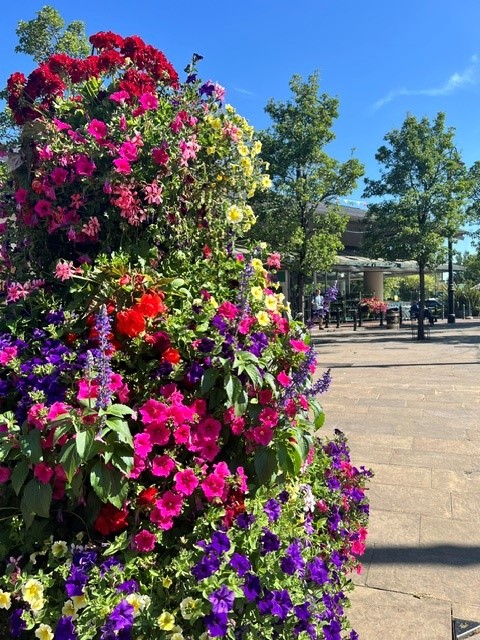 NeathTCouncil's tweet photo. 🌸 The compliments keep coming! 🌼
We’re thrilled to hear how much you’re loving our summer bunting & hanging baskets—still looking gorgeous despite the heatwaves! ☀️🌿
Thank you for helping our community blossom! 🌷
#NeathTownCouncil #WorkingfortheCommunity #LookUp https://t.co/YfxwhpownK