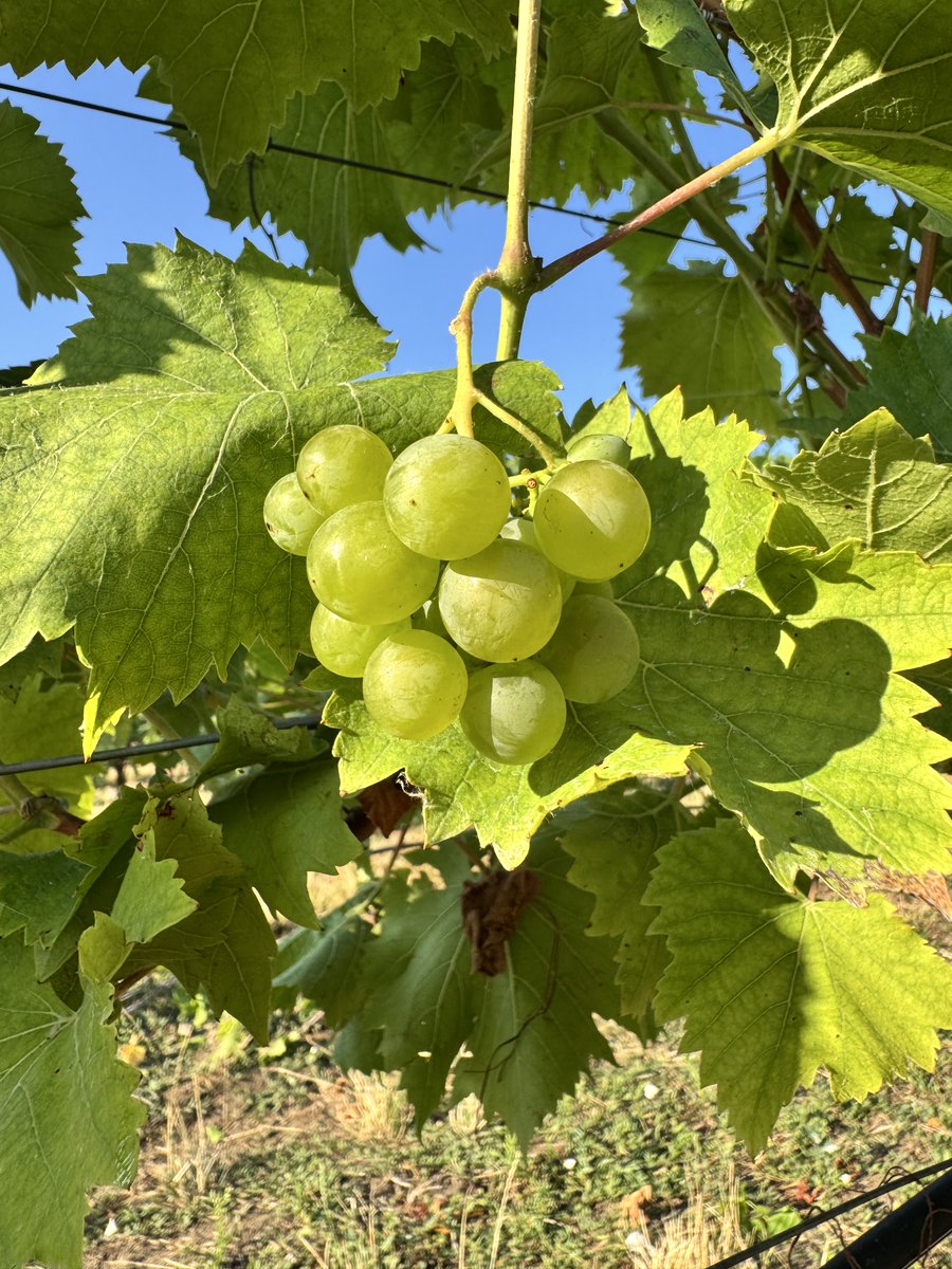 iRozhlasJVM's tweet photo. 🍇 Vinaři na jižní Moravě dnes kvůli vedrům vyrazili do vinic už před svítáním. Ve Valticích začali v pět ráno sklízet ranou odrůdu Augustovskij na první letošní burčák. Ten se začne prodávat už v pátek. Sucho podle vinařů letos zřejmě sníží úrodu.☀️ https://t.co/KQicqcKAxQ