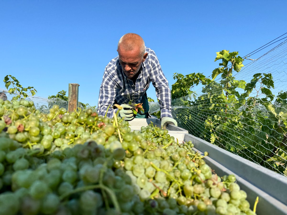 iRozhlasJVM's tweet photo. 🍇 Vinaři na jižní Moravě dnes kvůli vedrům vyrazili do vinic už před svítáním. Ve Valticích začali v pět ráno sklízet ranou odrůdu Augustovskij na první letošní burčák. Ten se začne prodávat už v pátek. Sucho podle vinařů letos zřejmě sníží úrodu.☀️ https://t.co/KQicqcKAxQ