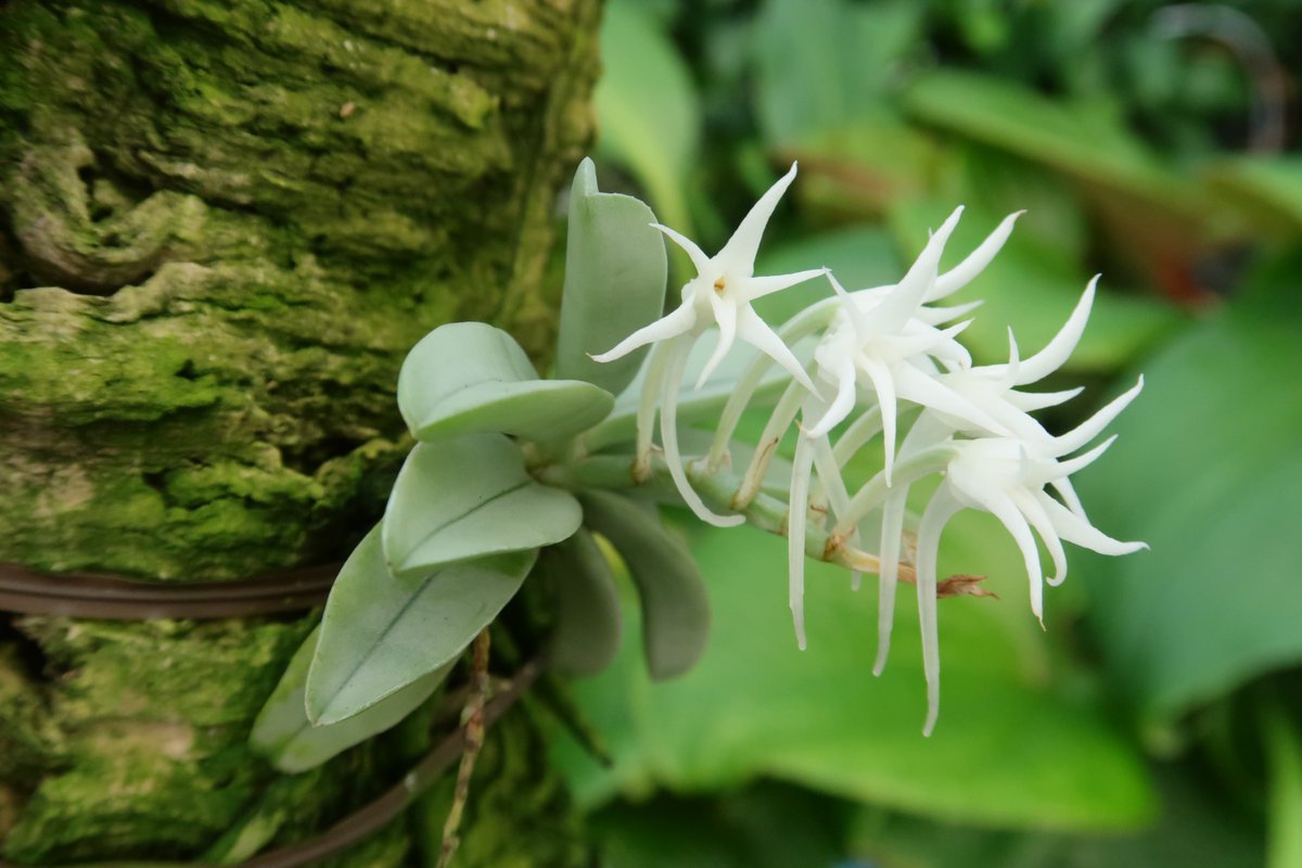 tokyo_orchids's tweet photo. 昨年初めて咲いた珍しいアングレコイドの花が今年も咲きました💮

Cyrtorchis crassifolia

２年前に大きい株で入荷したこともありそのまま素直に育っています

去年自家受粉を試みましたが種は付きませんでした

5月に咲いた別個体の保存していた花粉塊を今回の花に掛け合わせてみました。 https://t.co/pUWvS5egrs