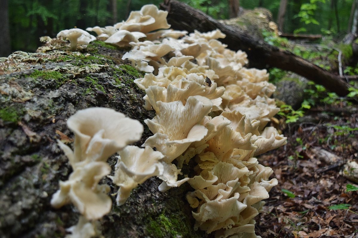 Waterfall_Hero's tweet photo. Mushroom haul from Umstead this weekend - a dense carpet of tiny golden Xeromphalina covering an old stump, hundreds of little trumpets. And a big, wavy cluster of pale oyster mushrooms on a nearby log… and right next to them, the same oysters in full melt mode https://t.co/D09rMF0PuG