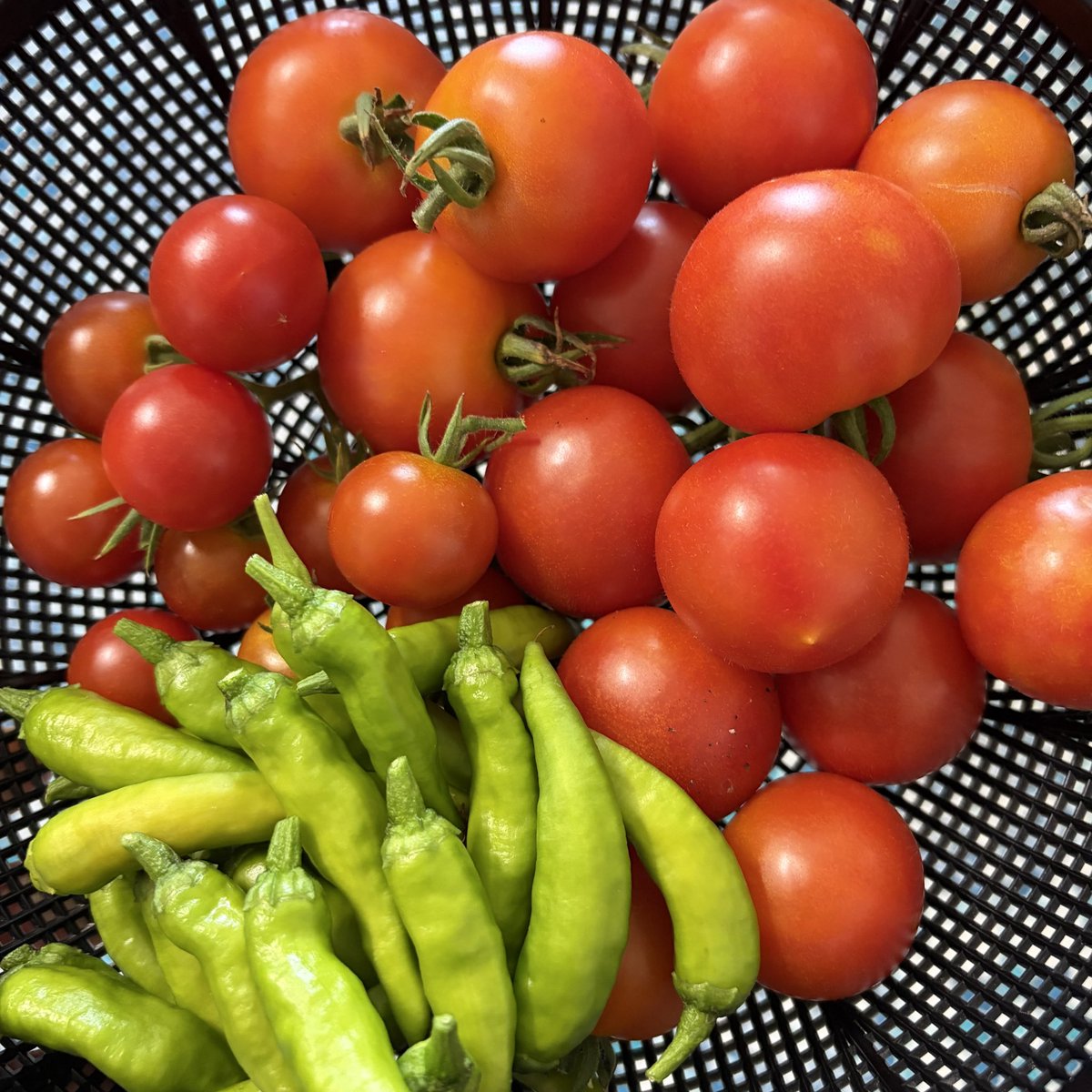 piscesbcat's tweet photo. 今年はめちゃくちゃトマト🍅食べた😝 https://t.co/SSBNWi9jqb