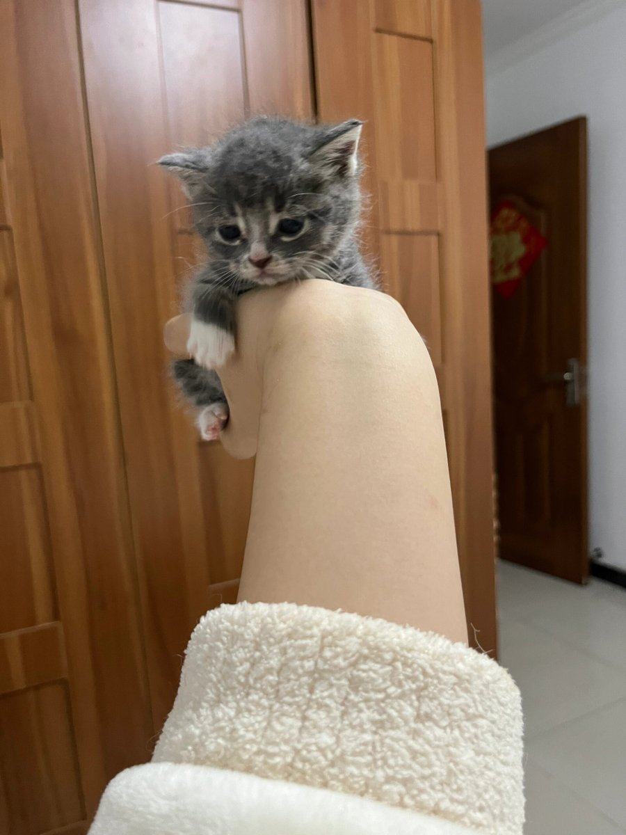 cindy85eu5's tweet photo. My kitten just turned 6 months old! Watching her go from a tiny ball of fur to this playful little troublemaker is the best thing ever  Cat growth hits different!， https://t.co/j1irOzkkGG