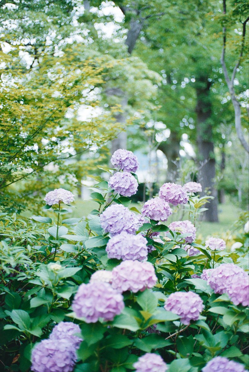 _Q9q_99's tweet photo. hydrangea https://t.co/YtXVhRavAr