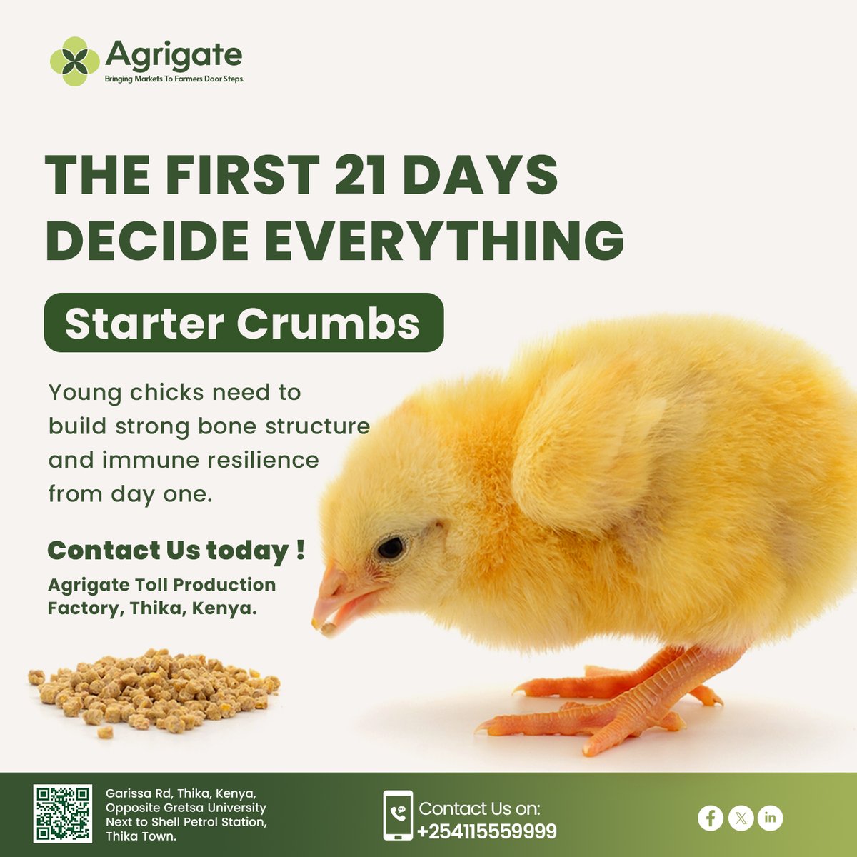 AgrigateKenya's tweet photo. Day 1-21 = the make-or-break window for your chicks 🐣 Starter Crumbs with 20-22% protein build strong bones + immunity fast. 
We toll-mill custom starter feed for Kenyan poultry farmers bring your ingredients, we mill the quality.
#PoultryFarmingKenya #TollMilling #Thankgiving https://t.co/2WoLtpldfi