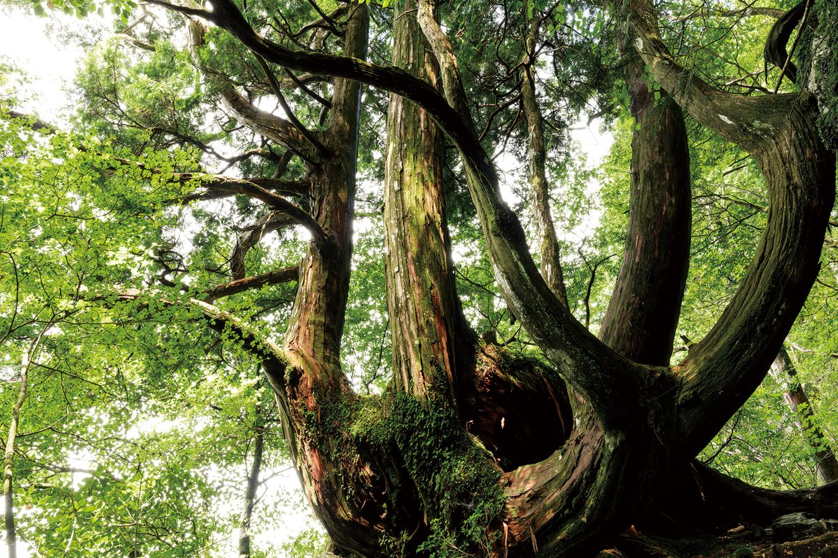 t_okamoto_photo's tweet photo. 写真集「into the forest : kuishi」掲載

工石山山頂の奥地に佇むヒノキの大木。その圧倒的な貫禄を湛えた姿は、まさにこの森の王様と呼ぶにふさわしい。

#intotheforest
#工石山 https://t.co/obMO6cPdph