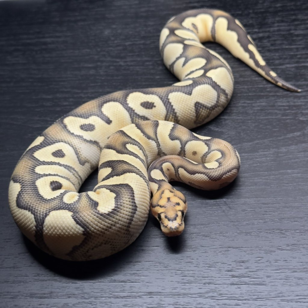 Dnasty0014Y3l's tweet photo. #SideBcollection
#YellowBenjamin
#BallPython
#ボールパイソン
#YB
0.1 DG Clown https://t.co/F3VqaL1uZM