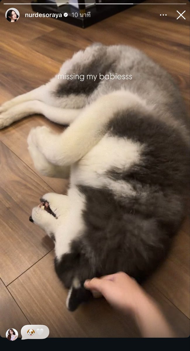 ssun512's tweet photo. แล้วพี่ปีใหม่คือเมินตลอดเลยย ส่งสารใครก่อนดีนิ แต่ว่าไม่ได้แม่อีกคนเขาก็ไวนะ นั่นนะ 🐶😆😆😆
#nurdesoraya https://t.co/9aESUhDXfi
