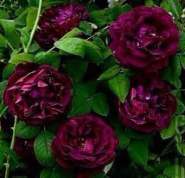 thegardenvsw's tweet photo. Some writers would call it nostalgically scented, meaning everything that burying one’s nose into the heart of a rose meant in one’s childhood or in one’s adolescence when one first discovered poetry, or the first time one fell in love. #gardening https://t.co/eK4AaYCKm5