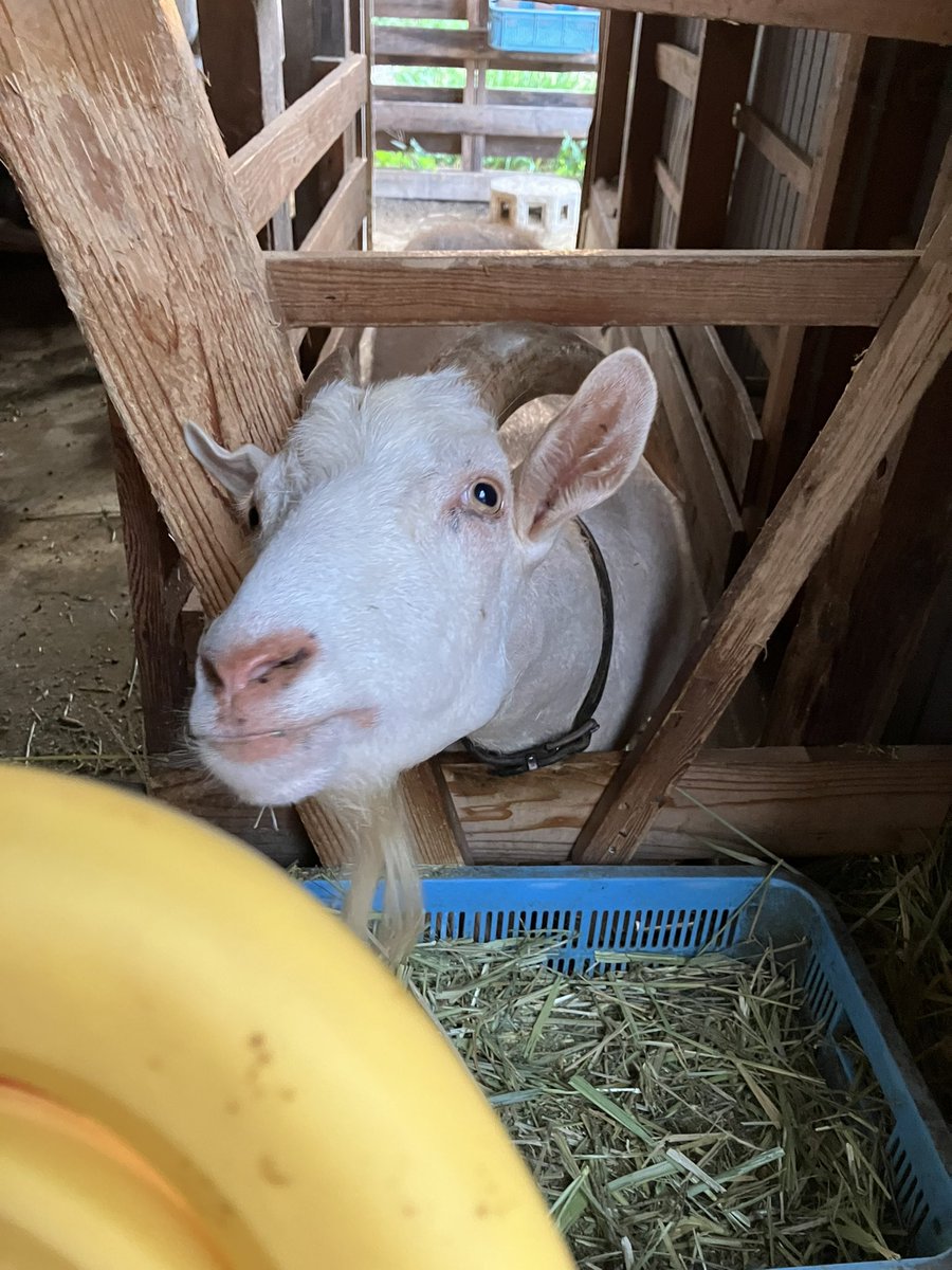 ボクはこのあと ママのバナナも横取りします🐐