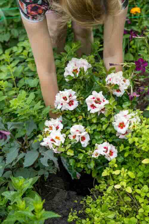 GroenVandaag's tweet photo. Is het je weleens opgevallen dat #rozen zelfs in warme, droge zomers volop bloeien? Met klimaatbestendige rozen geniet je maandenlang van kleur in je tuin. Ook #bijen en andere insecten zijn er blij mee.

#zomertuin #hitte #droogte  #GroenVandaag 

https://t.co/mgufABlGeV https://t.co/qg4OLchSMC
