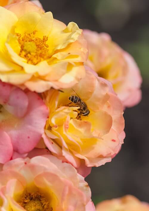GroenVandaag's tweet photo. Is het je weleens opgevallen dat #rozen zelfs in warme, droge zomers volop bloeien? Met klimaatbestendige rozen geniet je maandenlang van kleur in je tuin. Ook #bijen en andere insecten zijn er blij mee.

#zomertuin #hitte #droogte  #GroenVandaag 

https://t.co/mgufABlGeV https://t.co/qg4OLchSMC