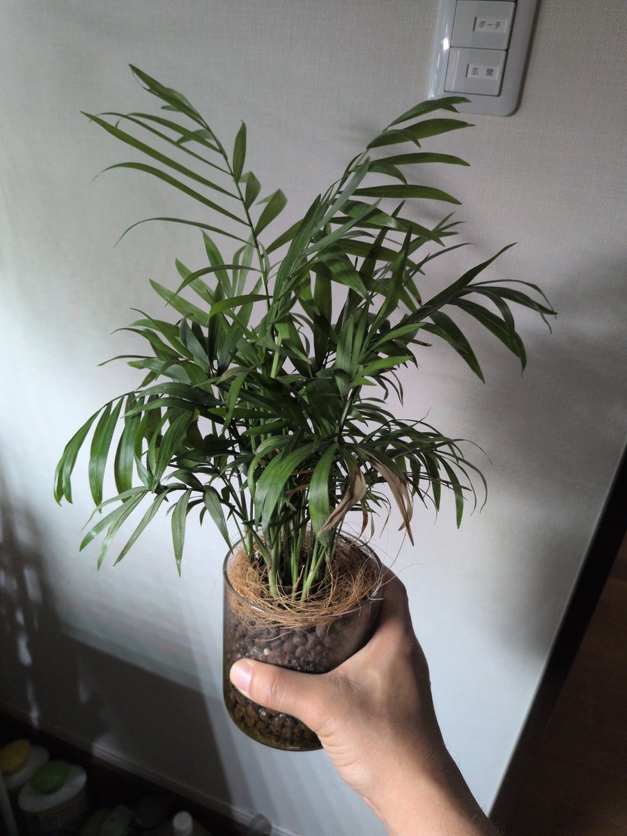 SawGirl16's tweet photo. 我が家の友達⑤
DAISOで買ったテーブルヤシ
最近は塊根やAgaveが増えて日陰に追いやられ徒長してきてる😢

タマタマの進化はナッシー
この子はヤッシー！ https://t.co/N2m32rM0mD