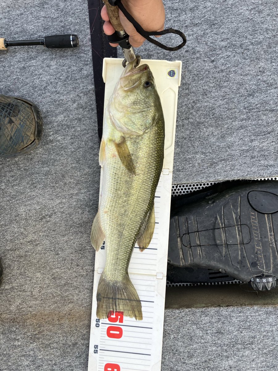 FishermanMickee's tweet photo. やっと歯型でカッコよくなってきたのに…
リップ折れたー
今日の泣き50が最期の一本に
また1から育てるか… https://t.co/LCjyAamUVv