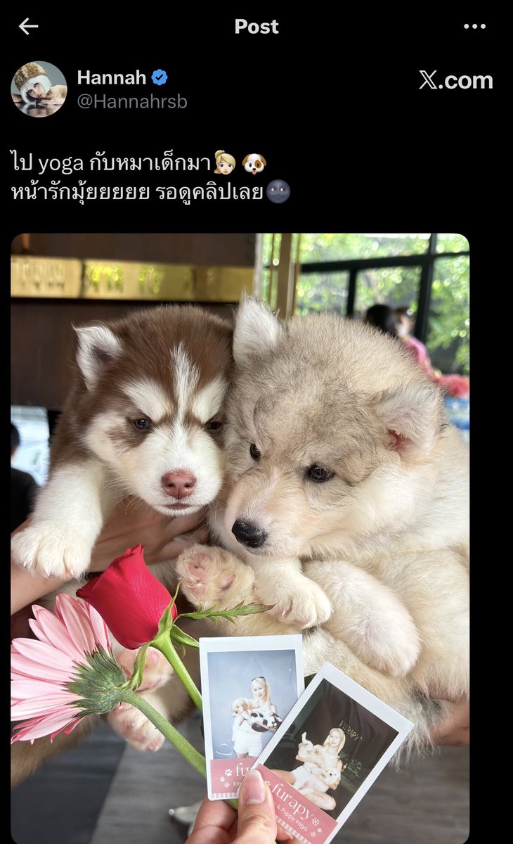 mheemheemhee_'s tweet photo. งืมๆ หมาเด็ก หมามอม งืมๆ 🤪 https://t.co/On4Ue4zvjR
