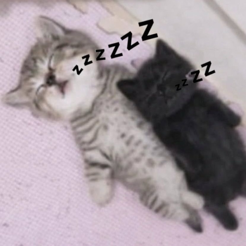 catsworldaura's tweet photo. https://t.co/QwM5S7IERc