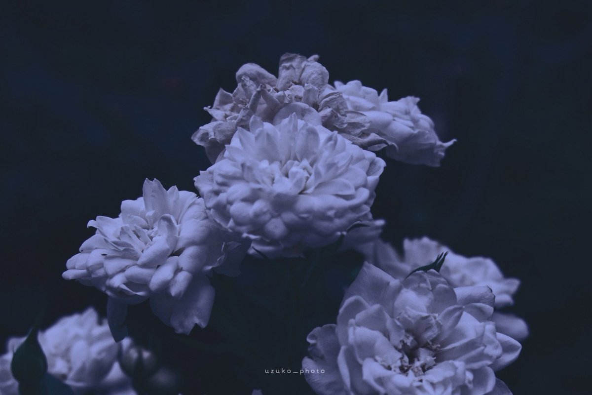 uzuko_photo's tweet photo. 静寂と雑音 https://t.co/8dajkbfOFm