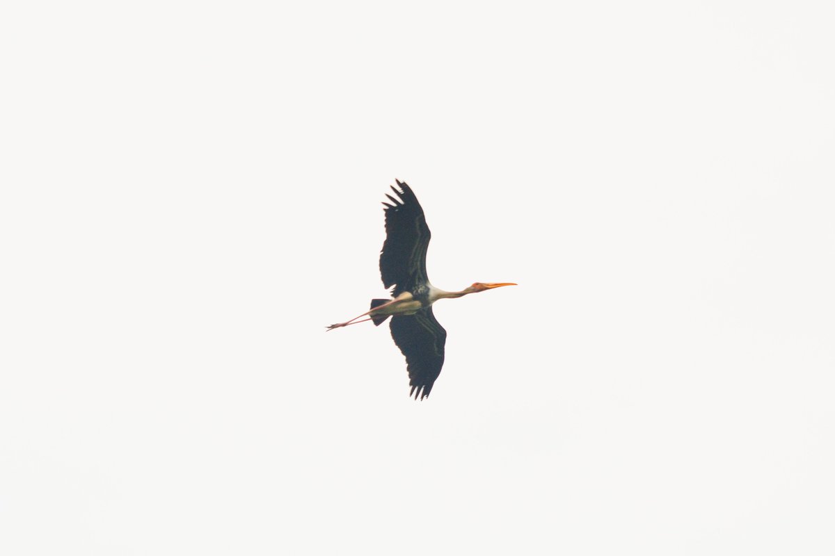 HydUniv's tweet photo. 🪶 Spotted over the #UoH skies! 🪶
A striking Painted Stork (Mycteria leucocephala) captured mid-flight as it glides over our green campus. 🌿✨
Did you know? The University of Hyderabad's rich ecosystem and serene water bodies make it a thriving sanctuary for native and migratory avian species. Keeping our eyes to the skies reminds us of the vibrant biodiversity we call home. 🎓🦅
This picture is featured in the UoH 2026 Calendar for the month of August 2026
#UoHBiodiversity #CampusLife #WildlifePhotography #PaintedStork #UniversityOfHyderabad #NatureAtUoH #BirdsOfUoH #GreenCampus #SamiranBeheraPhotography
📸 Photo Credit: Samiran Behera
@HydUniv @ugc_india @EduMinOfIndia