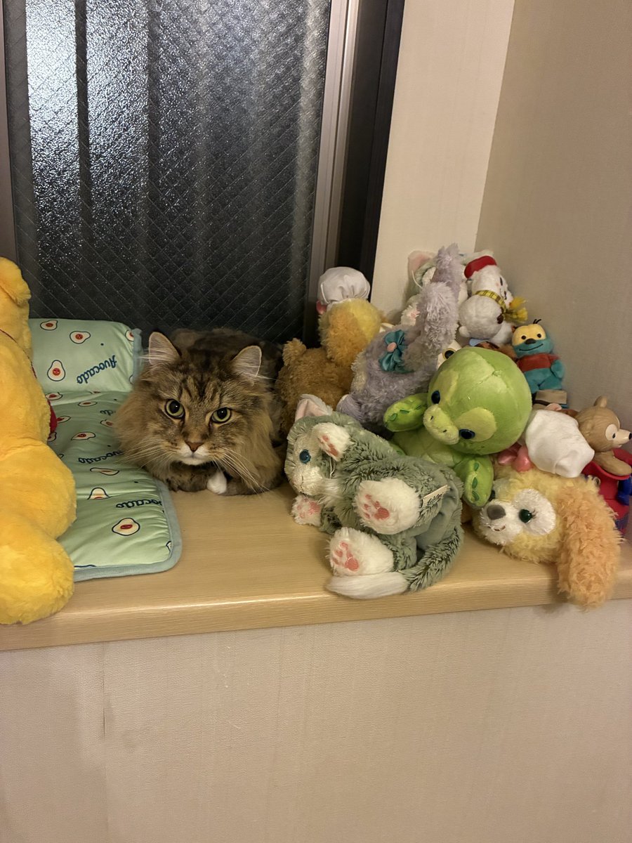 mmddgbig5's tweet photo. 8/1開業しました。
初日13枚

8/3（月）30枚
8/4（火）15枚 https://t.co/xfY1xrVshI