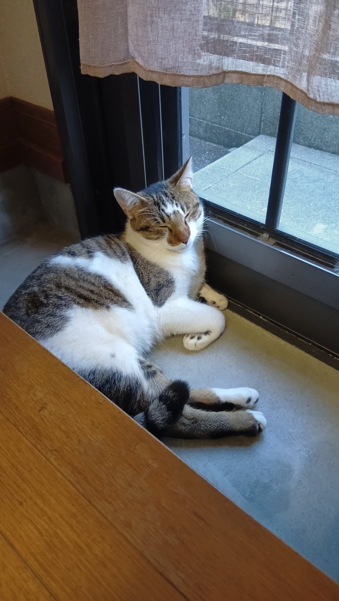 satton1980's tweet photo. 事代主様と月読命様の涼の取り方が違います。
#猫
#猫のいる生活
#保護猫を家族に https://t.co/Pw1ZwlWz2t