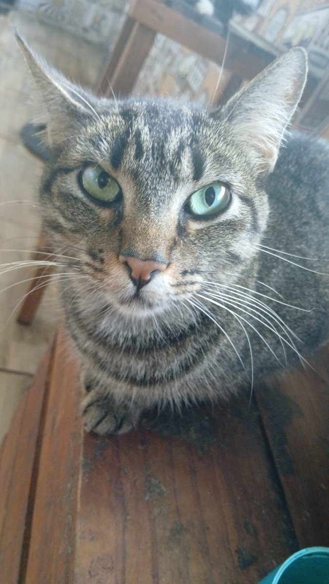 nayutah0e's tweet photo. POR FAVOR LEIAM COM ATENÇÃO! 

ayla PRECISA dessa ração. consegui a consulta social por cinquenta reais, mas a vet quer tentar o tratamento. compartilhem muuuuito! ayla precisa de um padrinho ou madrinha 🥺

ps: deixei meu comprovante de pagamento abaixo.

pix: 35991737271 https://t.co/ZUngogPWL4