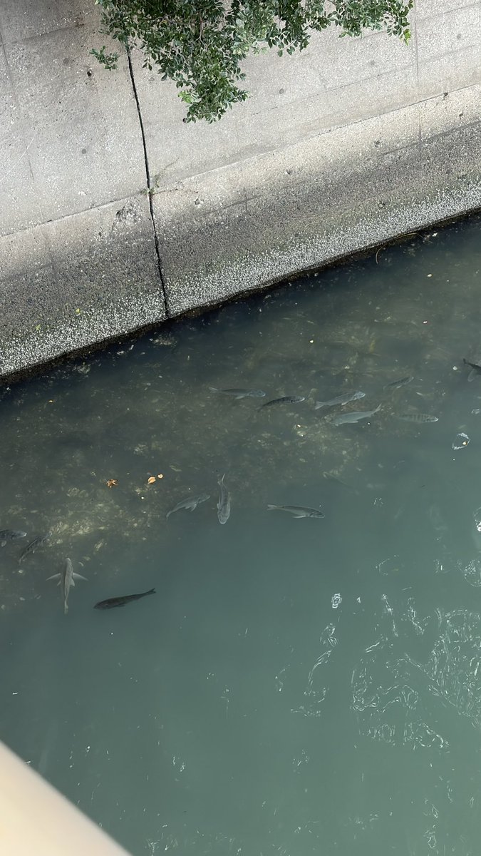 rav4649's tweet photo. チヌ釣りたい🎣　
ボラかと思ったらチヌでした https://t.co/8SCTZTlIRd