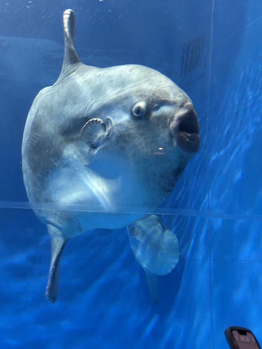 AhjaMaaike's tweet photo. 水族館 https://t.co/V5S0EWzdyq