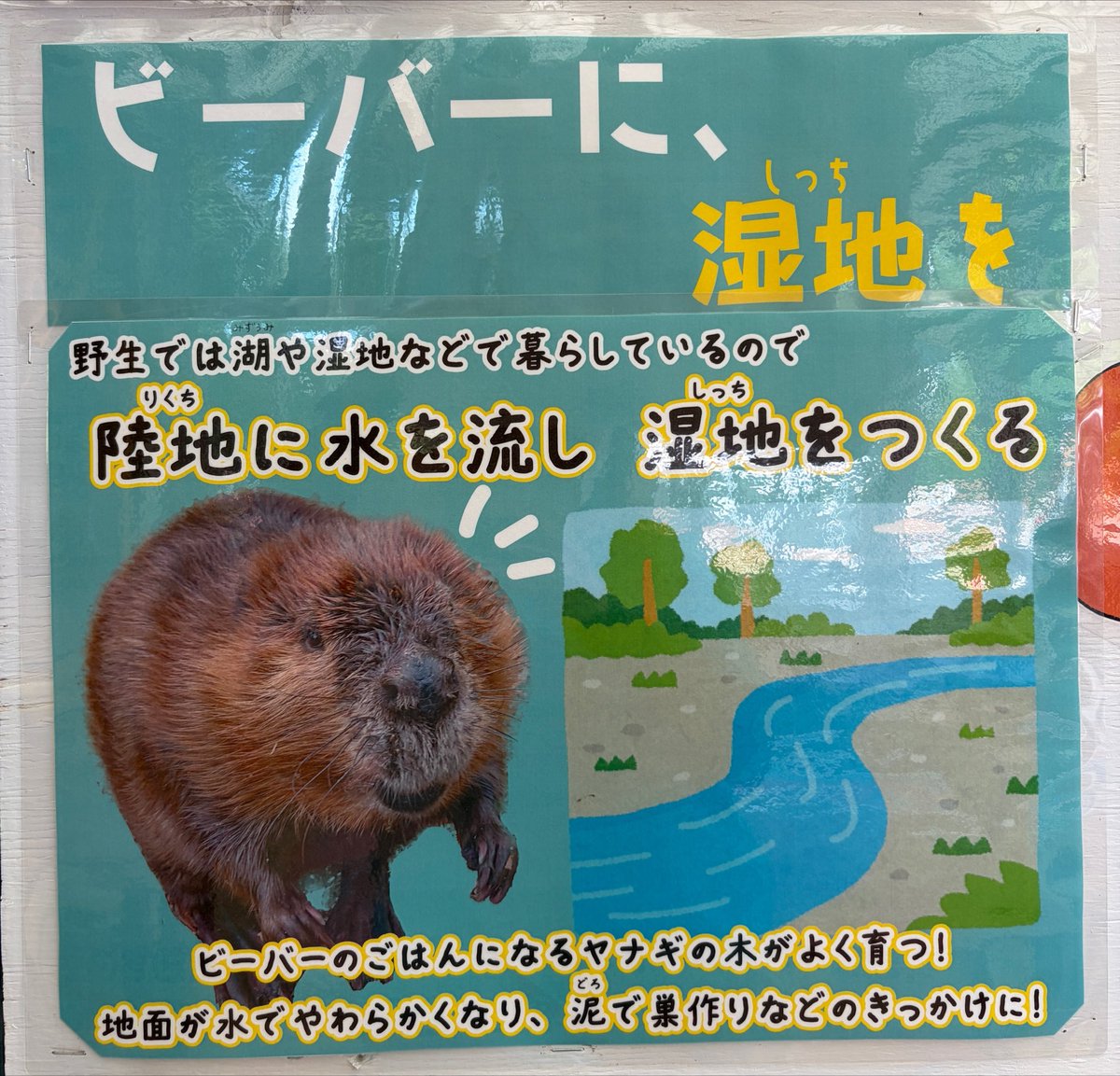 iidazoo's tweet photo. #エンリッチメント号
投票で選ばれたアイディアを紹介します！

【ビーバーに、湿地を🦫】

実現のために動きだします🏃‍♀️‍➡️

実現した際にはおひろめイベントを行います、楽しみにお待ちください🎉

みなさまの投票ありがとうございました✨
#飯田市立動物園 https://t.co/ovHvskoffq