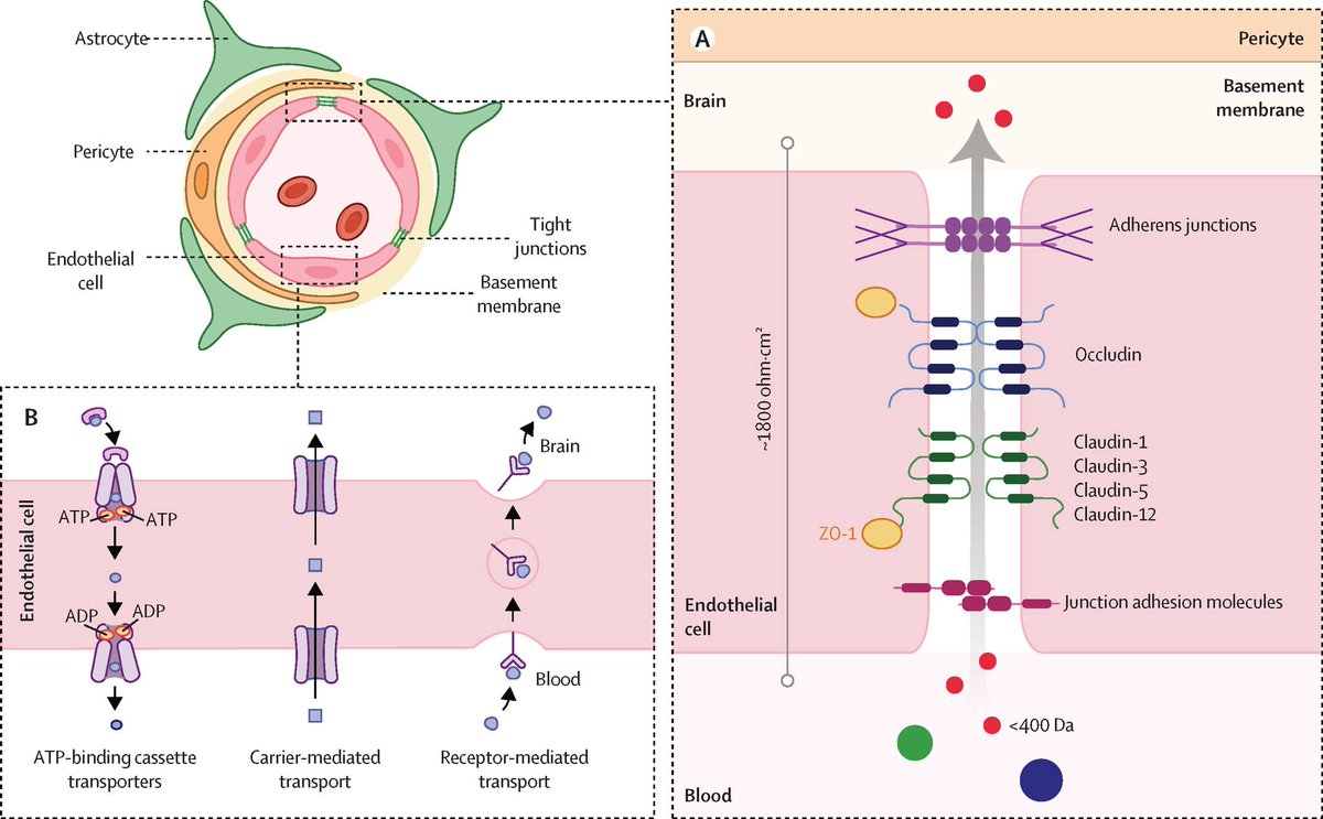 TheLancet's tweet photo. Triple-negative breast cancer is the most aggressive form of the disease, and it often spreads to the brain. Treatment options remain limited, and outcomes for patients are often poor.

A Review in @TheLancetOncol draws together the latest evidence to provide a roadmap for unmet clinical needs: https://t.co/z389XnqKN9