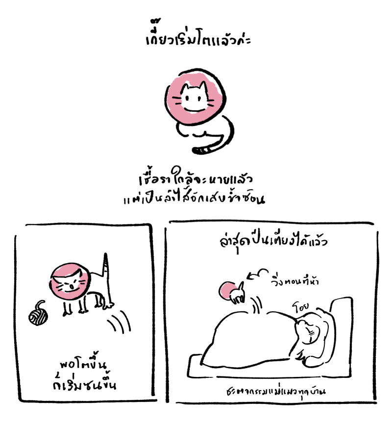 Fynnyx's tweet photo. เลี้ยงลูกแมวได้ลูกลิง #มิ้วเกี๊ยวเมี้ยวกิ๊ว https://t.co/m7QKA8WOR9