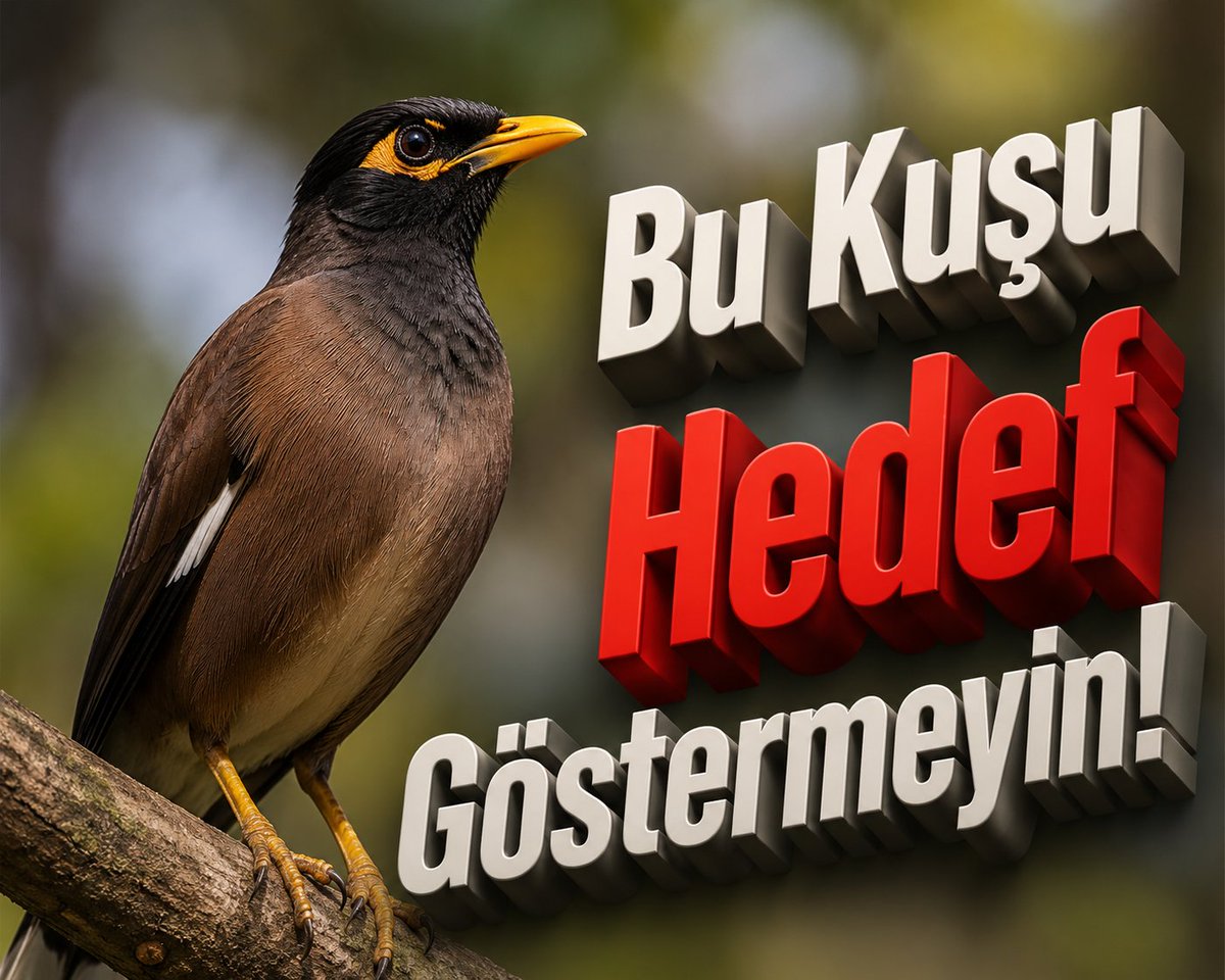 HavaForum's tweet photo. Çeşitli görsel medyada İstanbul'da bu çiğdeci kuşunun istilaya kalkıştığı ve yok edilmesi gerektiğine dair paylaşımlar yapıldığını görmekteyiz.

Bireysel olarak kuşlara zarar vermek yerine, popülasyonlarının bilimsel yöntemlerle yönetilmesi doğru olandır. Lütfen zarar vermeyin. https://t.co/Dj9u1Yaui3
