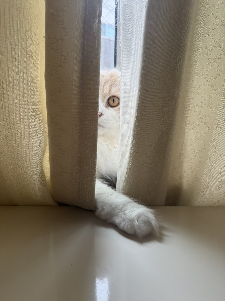 negima20240223's tweet photo. どんくさくて、行方不明にもなりきれない猫⬇️ https://t.co/iPTlUFgfey