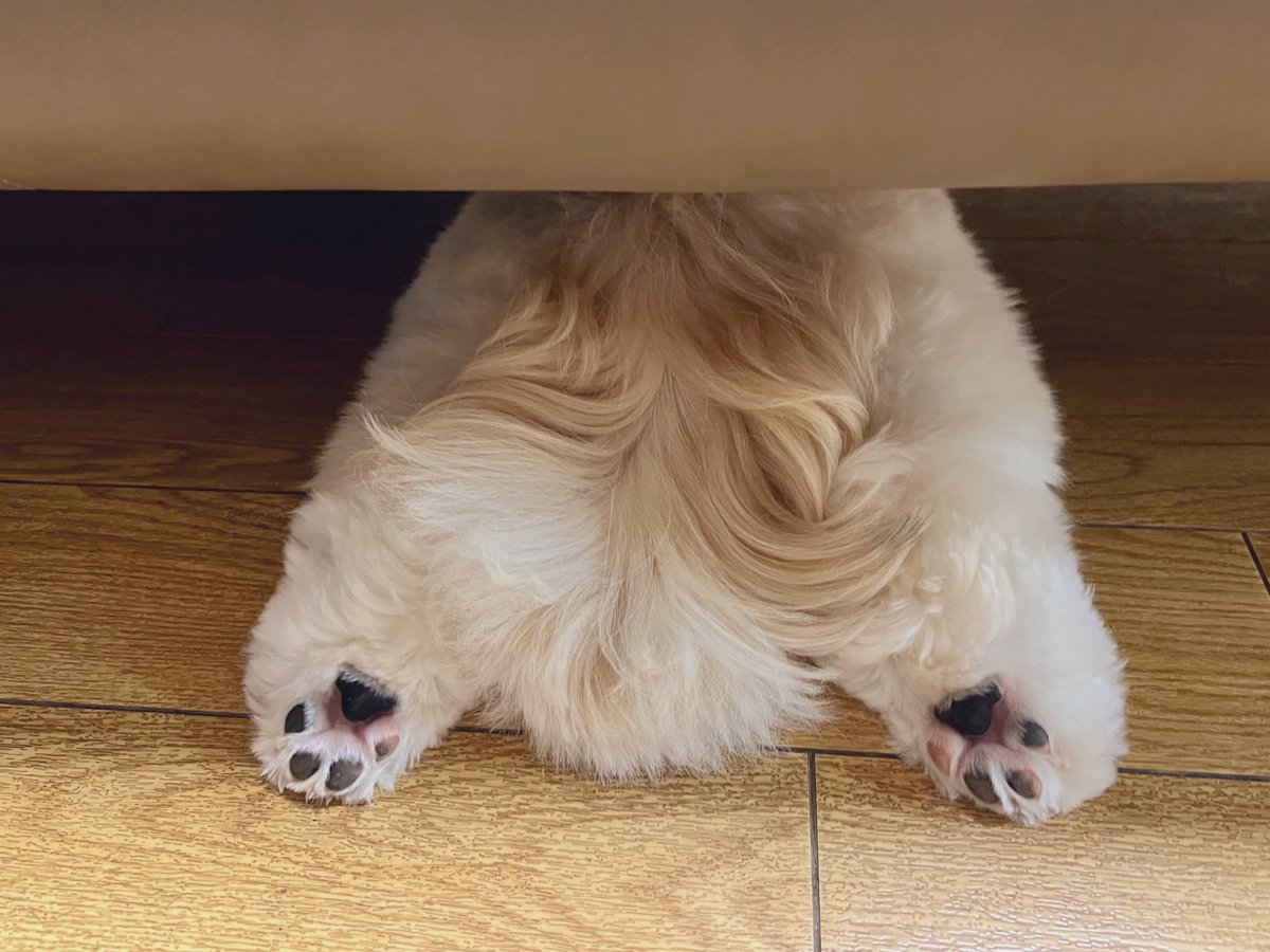 Olaf_ShihThu's tweet photo. 犬のはみSiriです🍑 https://t.co/XPV2T2qnWN