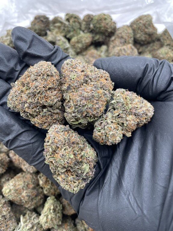 Greentimes305's tweet photo. #ExoticFlower #TerpLife #LoudPack #PremiumFlower #london #uk #manchester #liverpol #edibles #vapes #carts #gummies https://t.co/F30P7aftkX